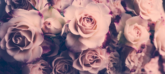 Rosen in pink rot dunkel Hintergrund