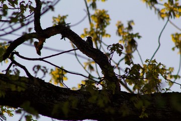 Silhouette of woodpecker 