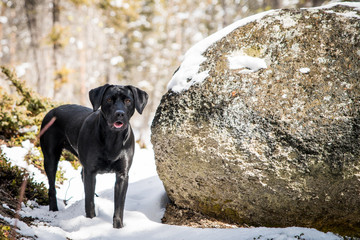 Black Lab hiking in the mountains.