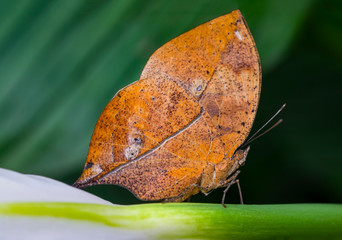 Dead leaf butterfly , Kallima inachus, aka Indian leafwing, standing wings folded on a bamboo branch, dead leaf imitation.