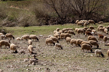 a flock of sheep in a pasture