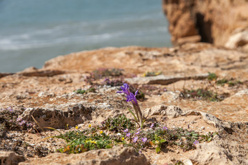purple flower on a rock