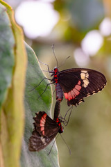 Beautiful  heliconius  butterfly  sitting on flower in a summer garden

