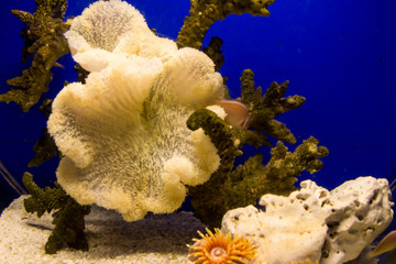 a sea sponge, a clam in the coral