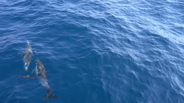 Dolphins swimming near the ship in the sea in the strait of Gibraltar. Marine animals in natural habitat. Spain, Gibraltar