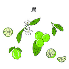 Vector abstract illustration of a lime. An isolated set for your design of postcard, menu, banner, poster, advertisement and other. sketch and hand drawn.