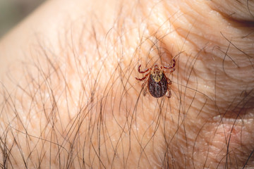 Mite tick. A tipical summer parasite in Europe. May cause several dangerouse infections and illness like erlechiosis, encephalitis, potomac fever and others