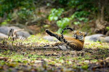 Lazy Royal Bengal Tiger 