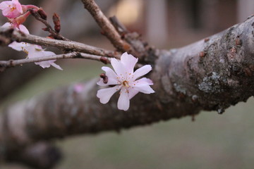 pink cherry blossom in winter