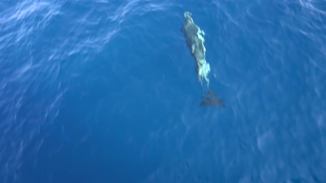 Dolphins swimming near the ship in the sea in the strait of Gibraltar. Marine animals in natural habitat. Spain, Gibraltar