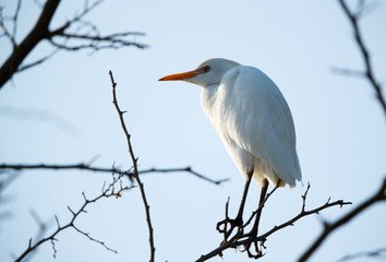 Cattle Egret on a tree