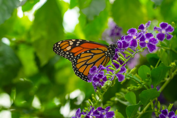 Monarch, Danaus plexippus is a milkweed butterfly (subfamily Danainae) in the family Nymphalidae butterfly in nature habitat.