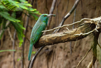 Blue bearded bee eater with kill