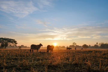 farming landscape picture of cows are grazing in the morning sunrise.