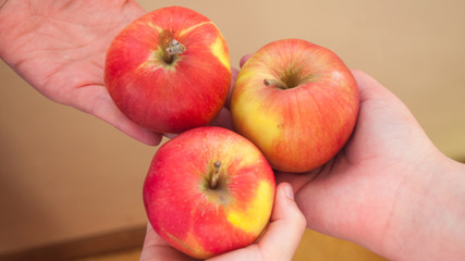 hand holding red apples
