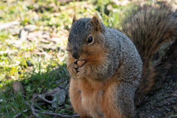 Naklejka na ściany i meble Squirrel eats a nut in the park