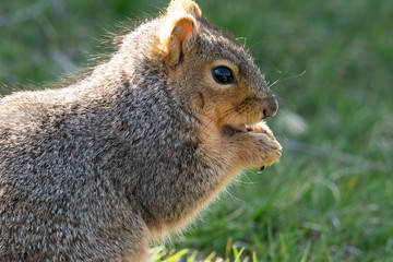 Squirrel eats a nut in the park