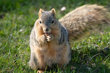 squirrel gets a snack on a sunny day in the park