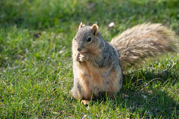 squirrel gets a snack on a sunny day in the park