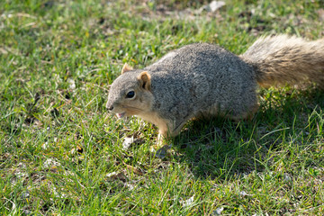 Naklejka na ściany i meble squirrel gets a snack on a sunny day in the park