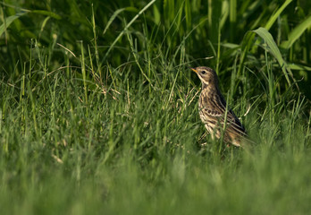 Meadow pipit