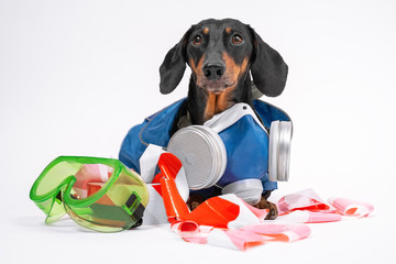 Obedient dachshund in hazmat suit with respiratory protective mask sits on white background, signal tape and safety glasses around. Costume protects against bio and chemical threats in affected areas.