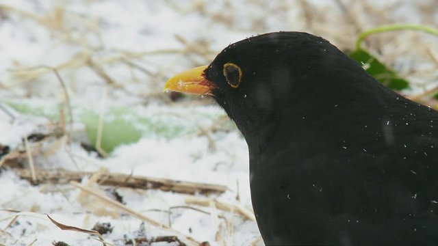 Common blackbird (Turdus merula) in snow covered field, Compton Abbas, Dorset, UK