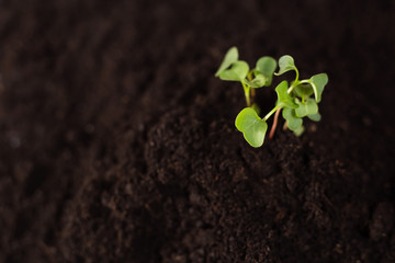 Earth day and Ecology. Woman hands holding Little seedling in black soil. Earth day and Ecology concept. copy space. International Year of Plant Health
