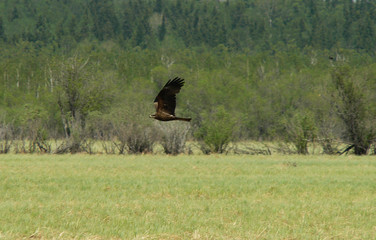 Black kite (Milvus migrans) in summer time