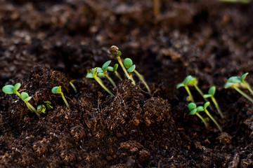 The grown shoots of plants in the ground. Seedlings of vegetables for planting in the garden. Plants grew in the ground, small leaves, green. Black earth close-up. Macro shooting.New life, sprout
