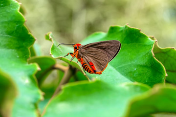 Macro Photography of Yellow Moth on Twig of Plant.