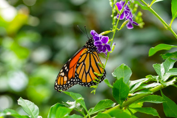 Monarch, Danaus plexippus is a milkweed butterfly (subfamily Danainae) in the family Nymphalidae butterfly in nature habitat.