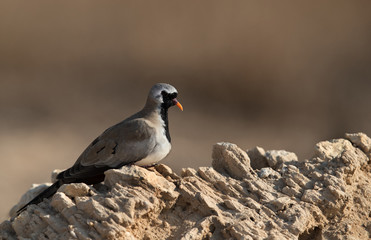 Namaqua Dove resting on rock, Bahrain