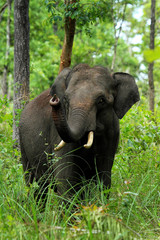 Obraz premium Asian Elephant Salute