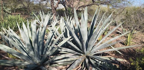 Naklejka na ściany i meble Massive agave plants at the Desert Botanical Garden in Phoenix, Arizona on a sunny spring day.