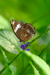 Closeup beautiful butterfly in a summer garden

