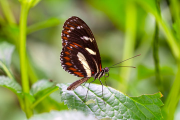 Plakat Beautiful heliconius butterfly sitting on flower in a summer garden