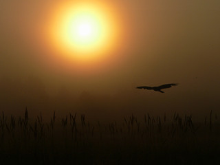 Black kite (Milvus migrans) flying directly to sun in morning fog