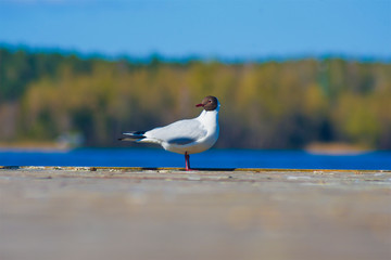 Seagull, bird sits on the shore of the pier, the bridge in the background lake and trees, forest, nature, birds, white, red legs