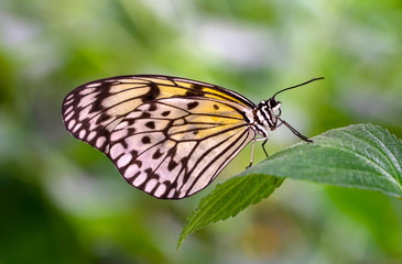 Obraz premium Closeup beautiful butterfly in a summer garden