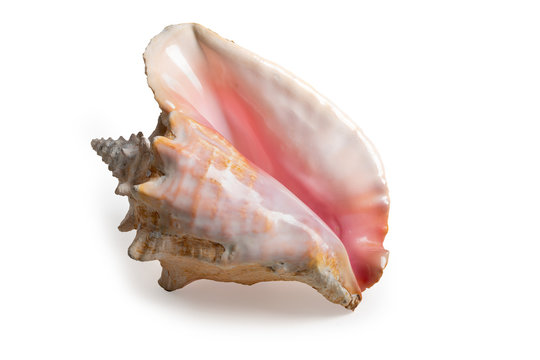 sea shell isolated on white