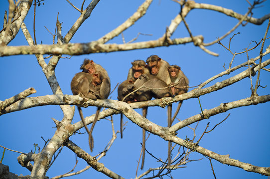 Bonnet Macaque Monkey Family