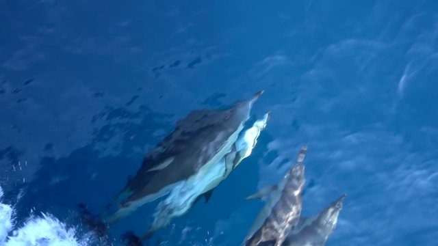 Dolphins swimming near the ship in the sea in the strait of Gibraltar. Marine animals in natural habitat. From the port side of the boat. Spain, Gibraltar