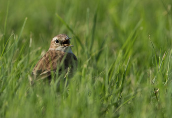 Water pipit in the grasses