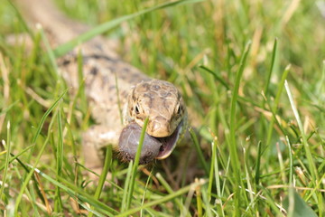 Fressende Zauneidechse (lacerta agilis)