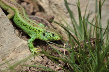 Fototapeta premium Zauneidechsenpaar