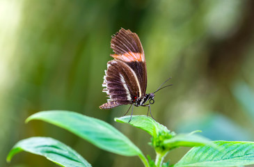 Beautiful  heliconius  butterfly  sitting on flower in a summer garden

