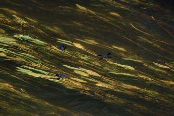 Abstract image of underwater vegetation in a pond with blue dragonflies flying over.
