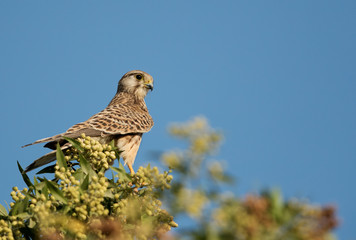 Common Kestrel sitting on a tree