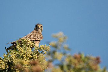 Common Kestrel looking down towards camera